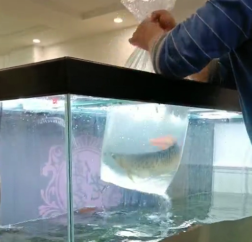 新鱼缸安装调试